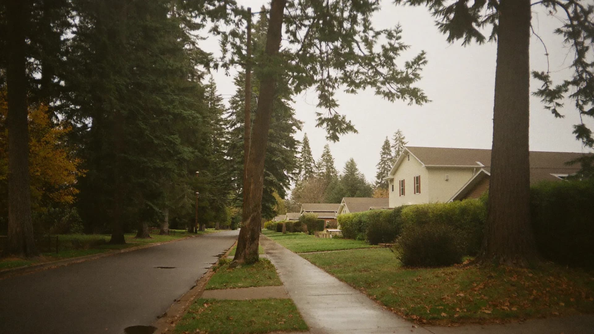 A residential street in south King County, Washington with tall evergreens and family homes